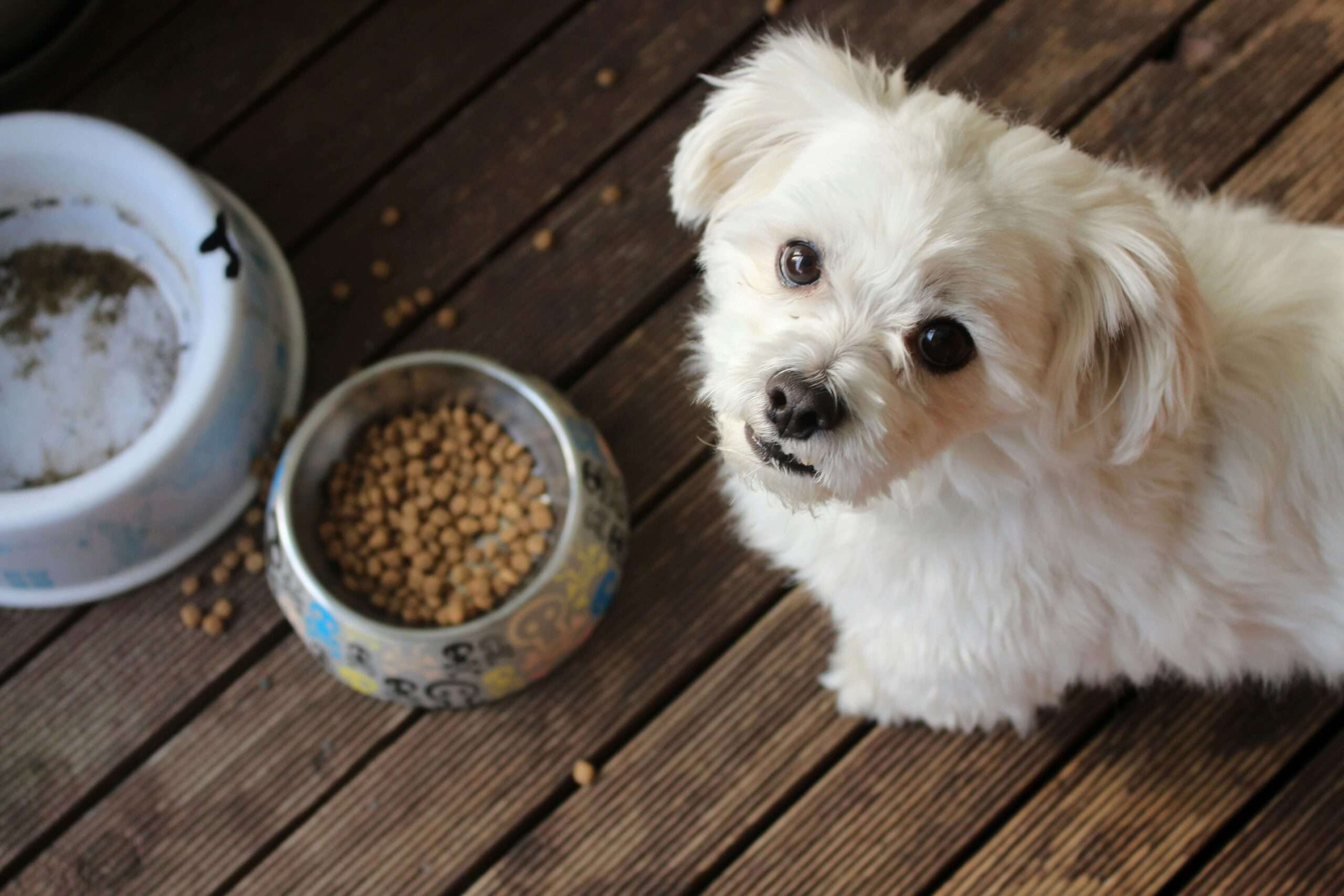 best dog food for dogs with skin allergies